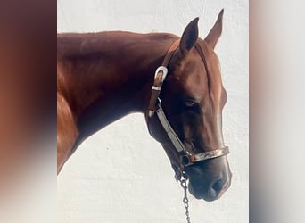 American Quarter Horse, Wallach, 3 Jahre, 147 cm, Dunkelfuchs