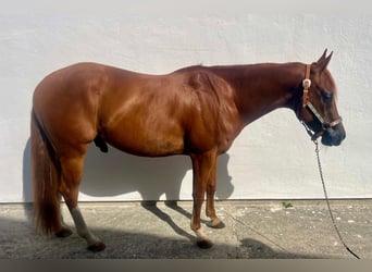 American Quarter Horse, Wallach, 3 Jahre, 147 cm, Dunkelfuchs