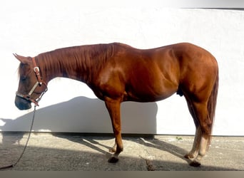 American Quarter Horse, Wallach, 3 Jahre, 147 cm, Dunkelfuchs