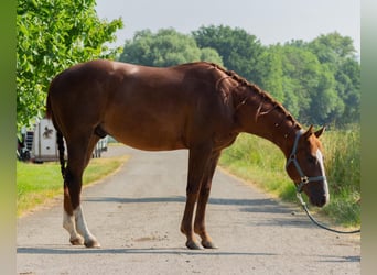 American Quarter Horse, Wallach, 3 Jahre, 147 cm, Dunkelfuchs