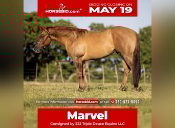 American Quarter Horse, Wallach, 3 Jahre, 147 cm, Falbe