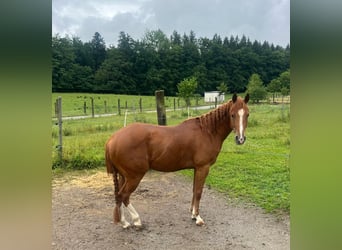 American Quarter Horse, Wallach, 3 Jahre, 147 cm, Fuchs