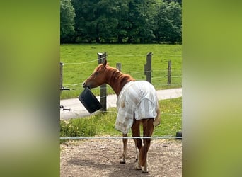 American Quarter Horse, Wallach, 3 Jahre, 147 cm, Fuchs