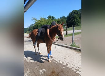 American Quarter Horse, Wallach, 3 Jahre, 147 cm, Fuchs