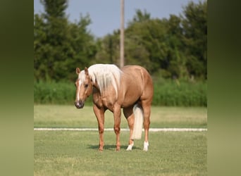 American Quarter Horse, Wallach, 3 Jahre, 147 cm, Palomino
