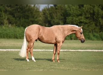 American Quarter Horse, Wallach, 3 Jahre, 147 cm, Palomino