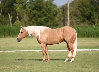 American Quarter Horse, Wallach, 3 Jahre, 147 cm, Palomino
