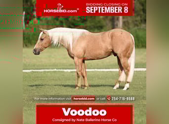 American Quarter Horse, Wallach, 3 Jahre, 147 cm, Palomino