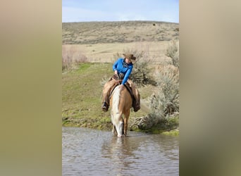 American Quarter Horse, Wallach, 3 Jahre, 147 cm, Palomino