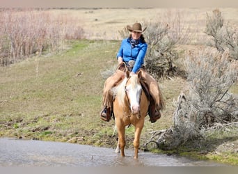 American Quarter Horse, Wallach, 3 Jahre, 147 cm, Palomino