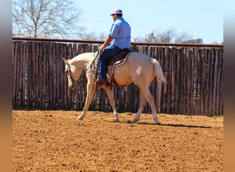 American Quarter Horse, Wallach, 3 Jahre, 147 cm, Palomino