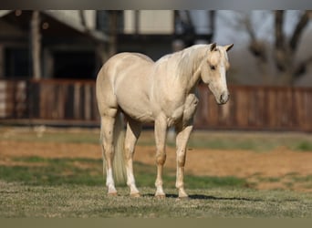 American Quarter Horse, Wallach, 3 Jahre, 147 cm, Palomino