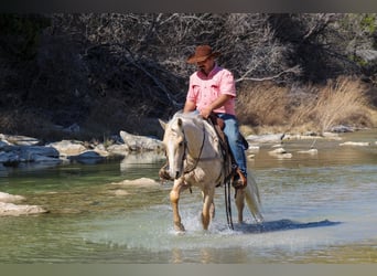 American Quarter Horse, Wallach, 3 Jahre, 147 cm, Palomino