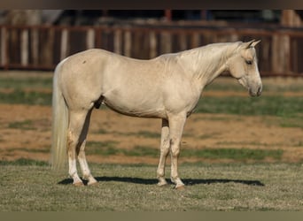 American Quarter Horse, Wallach, 3 Jahre, 147 cm, Palomino