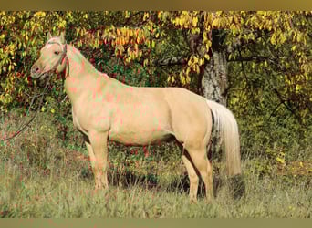 American Quarter Horse, Wallach, 3 Jahre, 147 cm, Palomino