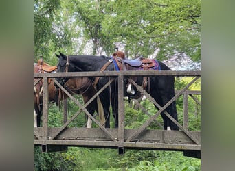 American Quarter Horse, Wallach, 3 Jahre, 147 cm, Rappe