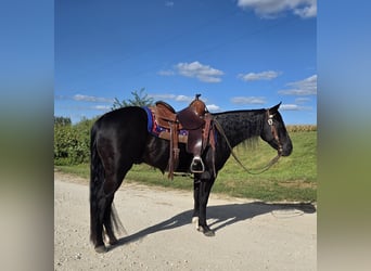 American Quarter Horse, Wallach, 3 Jahre, 147 cm, Rappe