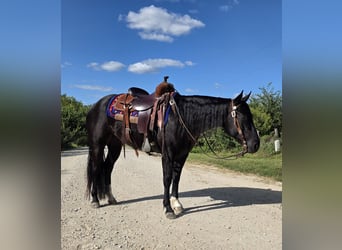 American Quarter Horse, Wallach, 3 Jahre, 147 cm, Rappe