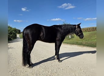 American Quarter Horse, Wallach, 3 Jahre, 147 cm, Rappe