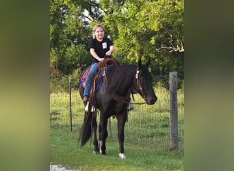 American Quarter Horse, Wallach, 3 Jahre, 147 cm, Rappe