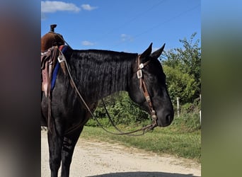American Quarter Horse, Wallach, 3 Jahre, 147 cm, Rappe