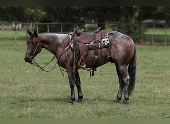 American Quarter Horse, Wallach, 3 Jahre, 147 cm, Roan-Bay