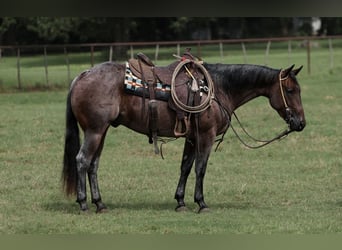 American Quarter Horse, Wallach, 3 Jahre, 147 cm, Roan-Bay