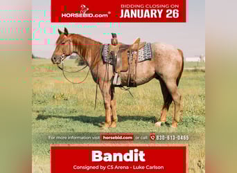 American Quarter Horse, Wallach, 3 Jahre, 147 cm, Roan-Red