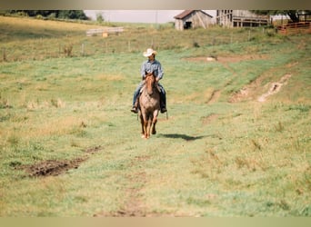 American Quarter Horse, Wallach, 3 Jahre, 147 cm, Roan-Red