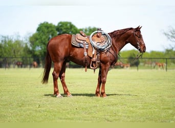 American Quarter Horse, Wallach, 3 Jahre, 147 cm, Rotfuchs