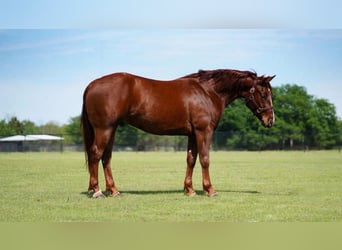 American Quarter Horse, Wallach, 3 Jahre, 147 cm, Rotfuchs