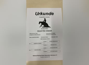 American Quarter Horse, Wallach, 3 Jahre, 148 cm, Brauner