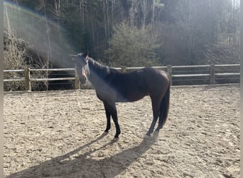American Quarter Horse, Wallach, 3 Jahre, 148 cm, Brauner