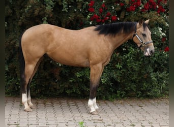 American Quarter Horse, Wallach, 3 Jahre, 148 cm, Buckskin