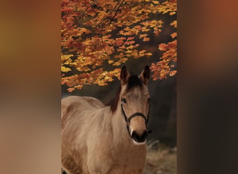American Quarter Horse, Wallach, 3 Jahre, 148 cm, Buckskin