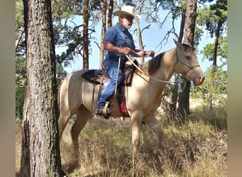 American Quarter Horse, Wallach, 3 Jahre, 148 cm, Champagne
