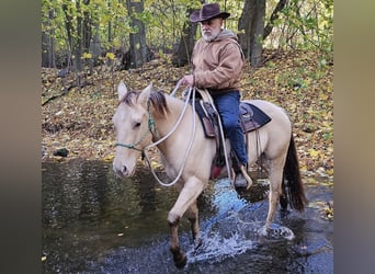 American Quarter Horse, Wallach, 3 Jahre, 148 cm, Champagne