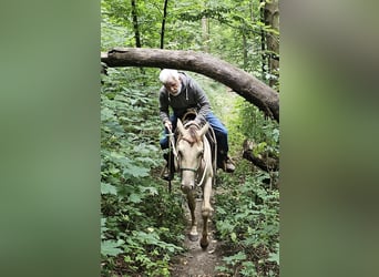American Quarter Horse, Wallach, 3 Jahre, 148 cm, Champagne