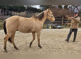 American Quarter Horse, Wallach, 3 Jahre, 148 cm, Champagne