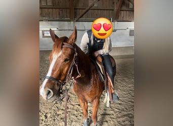 American Quarter Horse, Wallach, 3 Jahre, 148 cm, Dunkelfuchs