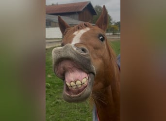 American Quarter Horse, Wallach, 3 Jahre, 148 cm, Dunkelfuchs