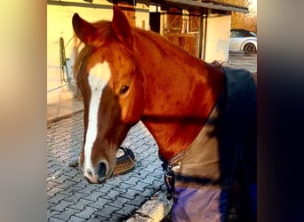 American Quarter Horse, Wallach, 3 Jahre, 148 cm, Dunkelfuchs
