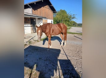 American Quarter Horse, Wallach, 3 Jahre, 148 cm, Dunkelfuchs