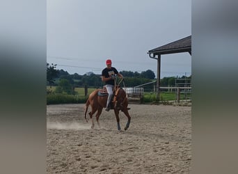 American Quarter Horse, Wallach, 3 Jahre, 148 cm, Dunkelfuchs
