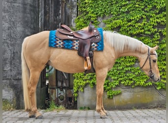 American Quarter Horse, Wallach, 3 Jahre, 148 cm, Palomino