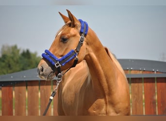 American Quarter Horse, Wallach, 3 Jahre, 148 cm, Red Dun