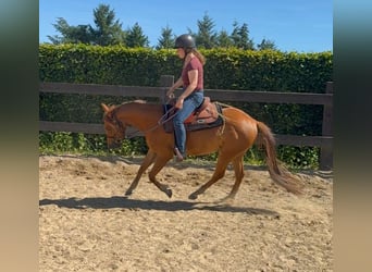 American Quarter Horse, Wallach, 3 Jahre, 148 cm, Red Dun