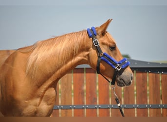 American Quarter Horse, Wallach, 3 Jahre, 148 cm, Red Dun