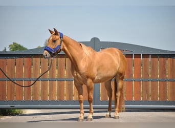 American Quarter Horse, Wallach, 3 Jahre, 148 cm, Red Dun