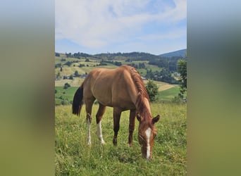 American Quarter Horse, Wallach, 3 Jahre, 148 cm, Red Dun